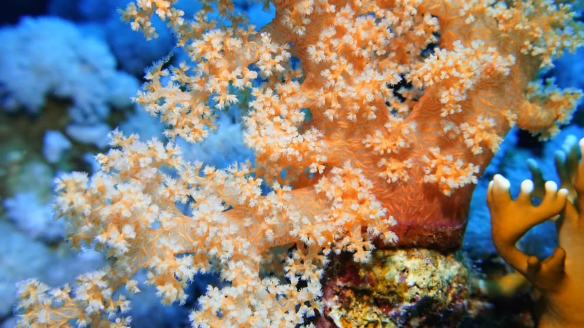 Un récif corallien florissant de la mer Rouge avec des coraux durs et mous en bonne santé et des poissons de récif