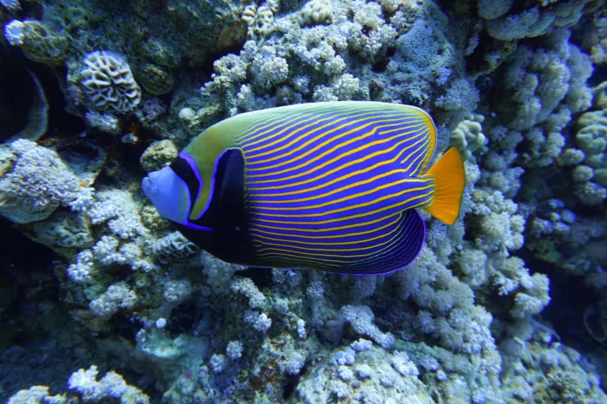 Un poisson-ange empereur adulte (Pomacanthus imperator) au-dessus d'un récif corallien de la mer Rouge, montrant les rayures horizontales bleu et jaune et le masque oculaire bleu-noir.