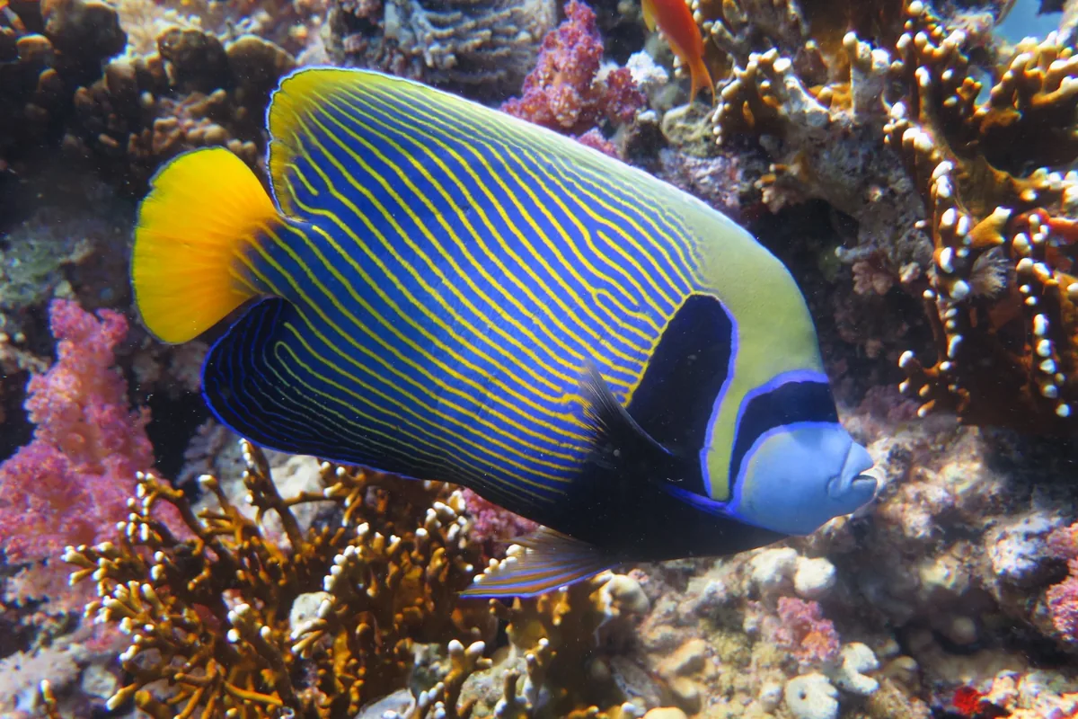 Un poisson-ange empereur glissant au-dessus d'un récif corallien coloré de la mer Rouge.