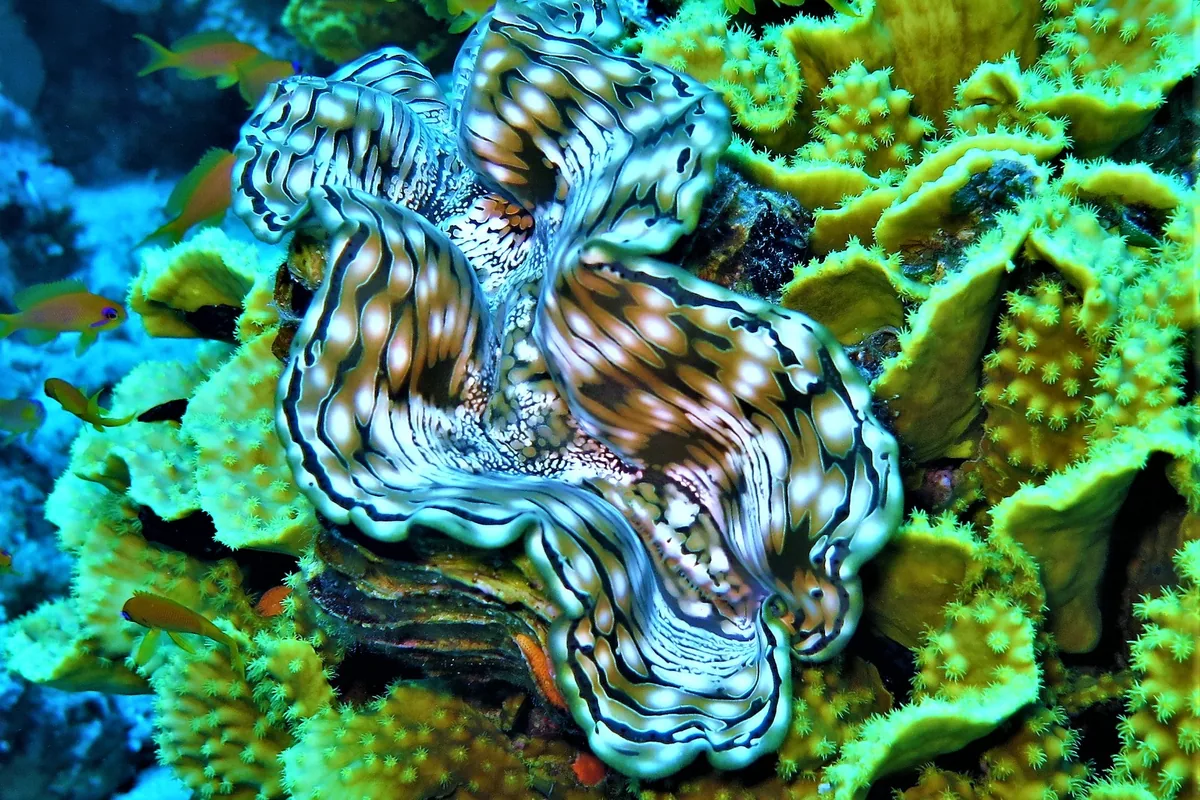 Una almeja gigante (Tridacna) con un manto vivamente atigrado, anidada en el coral del Mar Rojo.