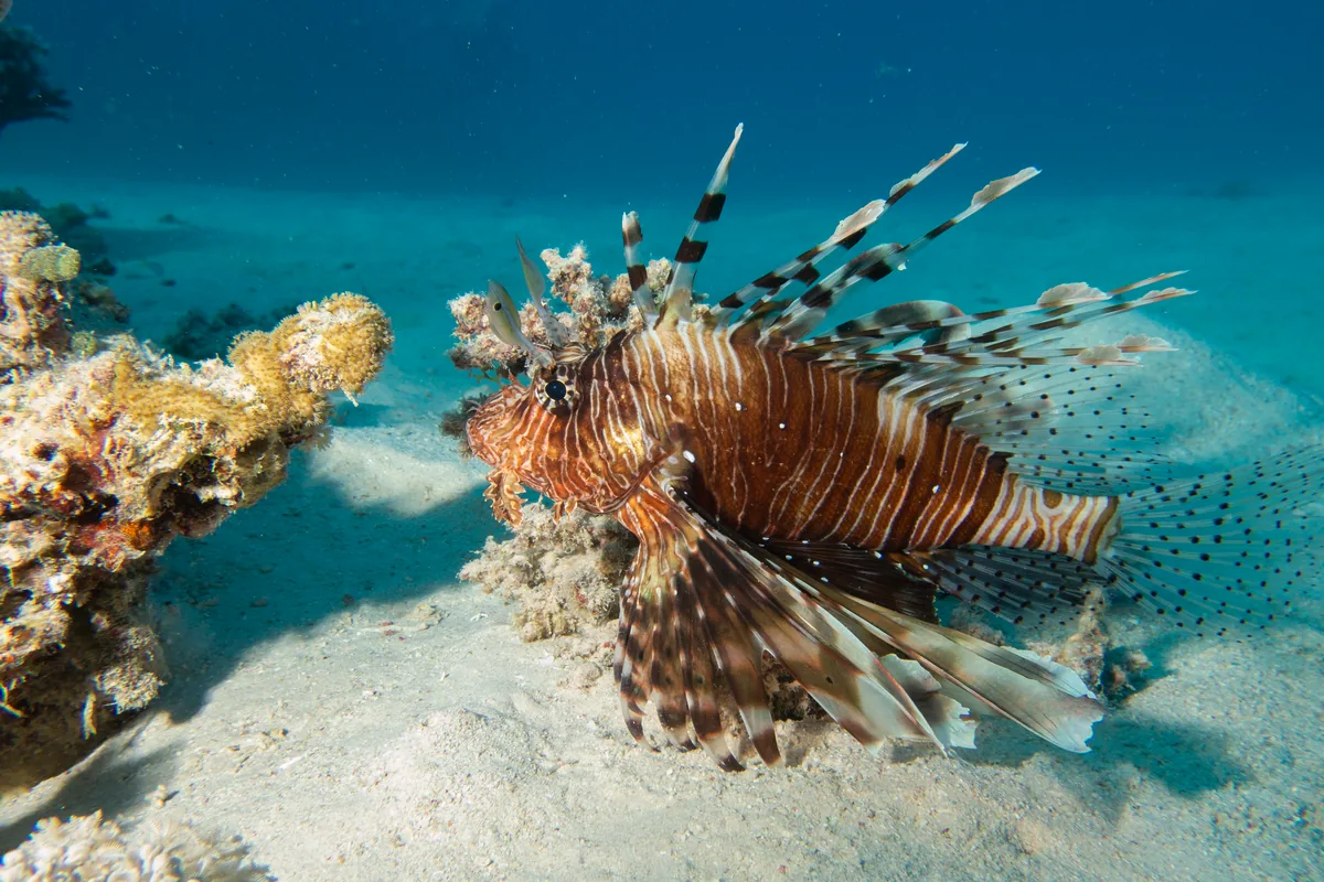 A lionfish over sand at the edge of a Red Sea reef, with its striped body and long, feathery fin spines spread.