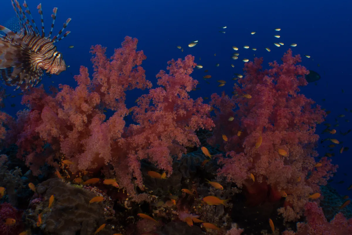 A lionfish hovering above pink soft corals and orange anthias on a Red Sea reef.