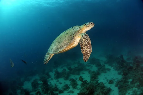 Green sea turtle Chelonia mydas Red Sea reef grazing