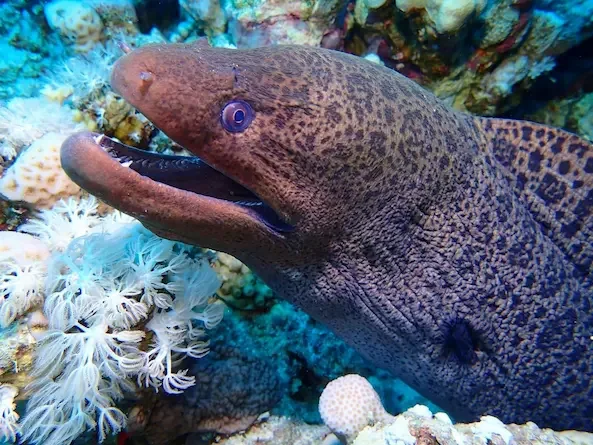 Giant moray eel Gymnothorax javanicus Red Sea reef crevice