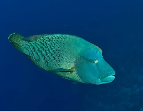Napoleon wrasse Cheilinus undulatus humphead Red Sea reef