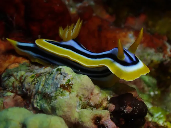 Chromodoris quadricolor nudibranch on a Red Sea reef