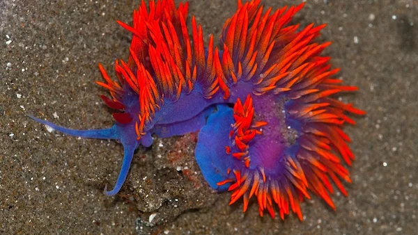 Chromodoris nudibranch Red Sea macro coral reef
