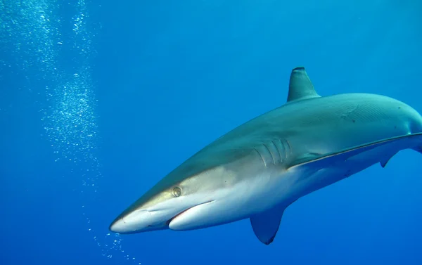 Oceanic whitetip shark Carcharhinus longimanus at Elphinstone Red Sea