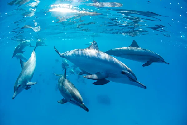 Spinner dolphin Stenella longirostris pod Red Sea Dolphin House