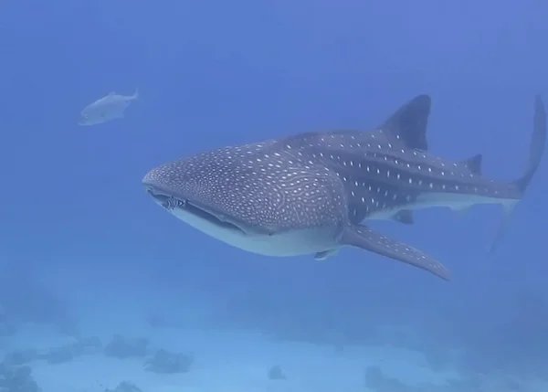 Whale shark Red Sea