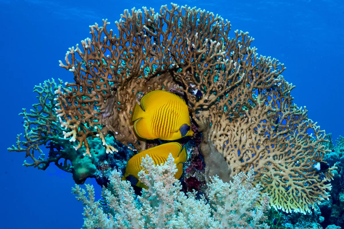 Un couple de poissons-papillons masqués à l'abri d'un grand massif corallien, sur un récif de la mer Rouge.