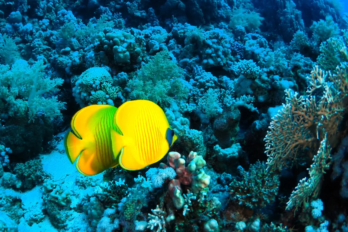 Deux poissons-papillons masqués nageant côte à côte au-dessus d'un récif corallien de la mer Rouge.