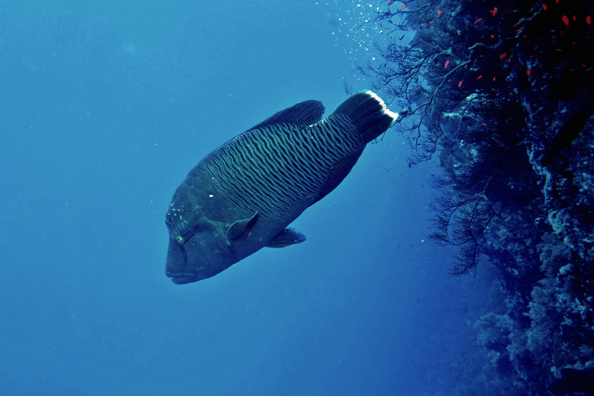 Ein Napoleonfisch schwimmt an einer Riffwand im Roten Meer, mit gewölbter Stirn und dem labyrinthartigen Muster feiner Linien auf dem Körper.