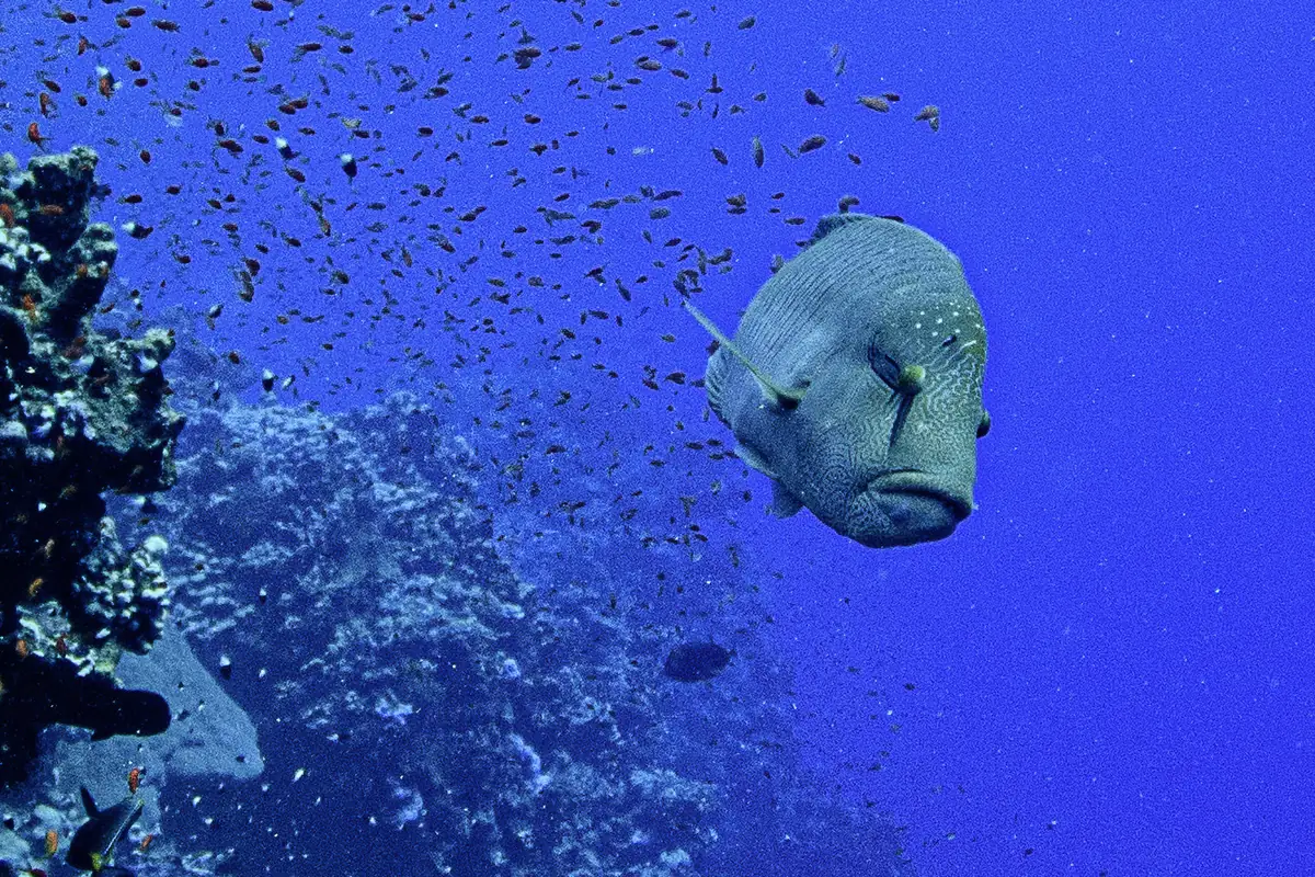 Ein Napoleonfisch schwimmt im Blauwasser neben einem Riff im Roten Meer frontal auf die Kamera zu, umgeben von kleinen Rifffischen.