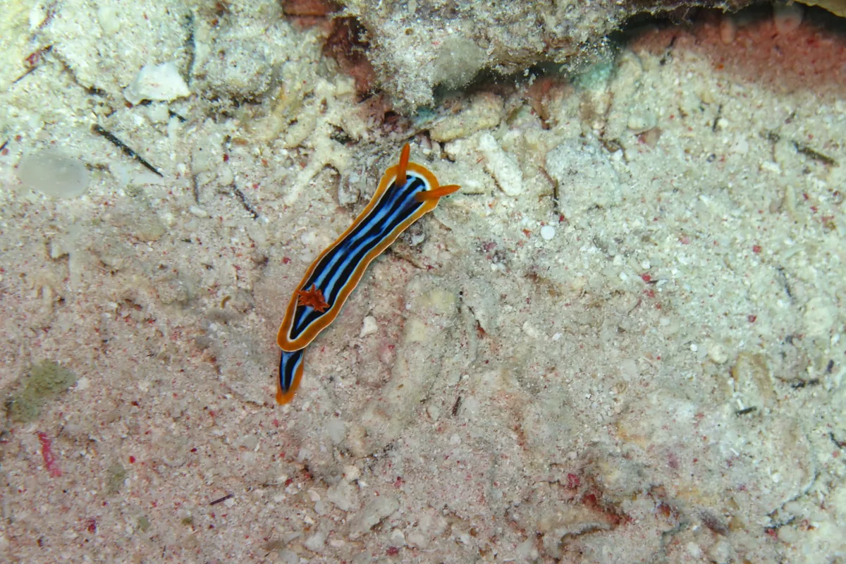 Un nudibranche Chromodoris quadricolor, noir et blanc bleuté bordé d'orange, rampant sur des débris coralliens.