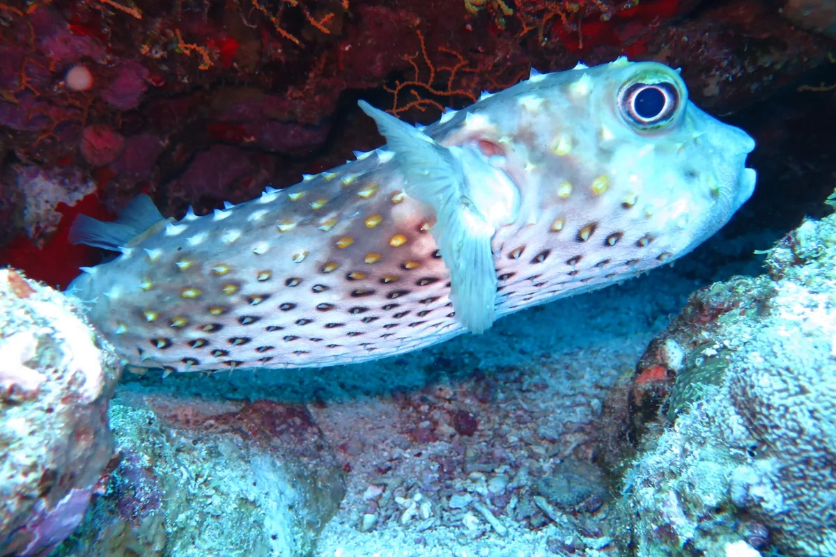 Gros plan d'un poisson-porc-épic (Diodon sp.) montrant ses courtes épines dressées, son grand œil et son corps tacheté dans un surplomb de récif de la mer Rouge.