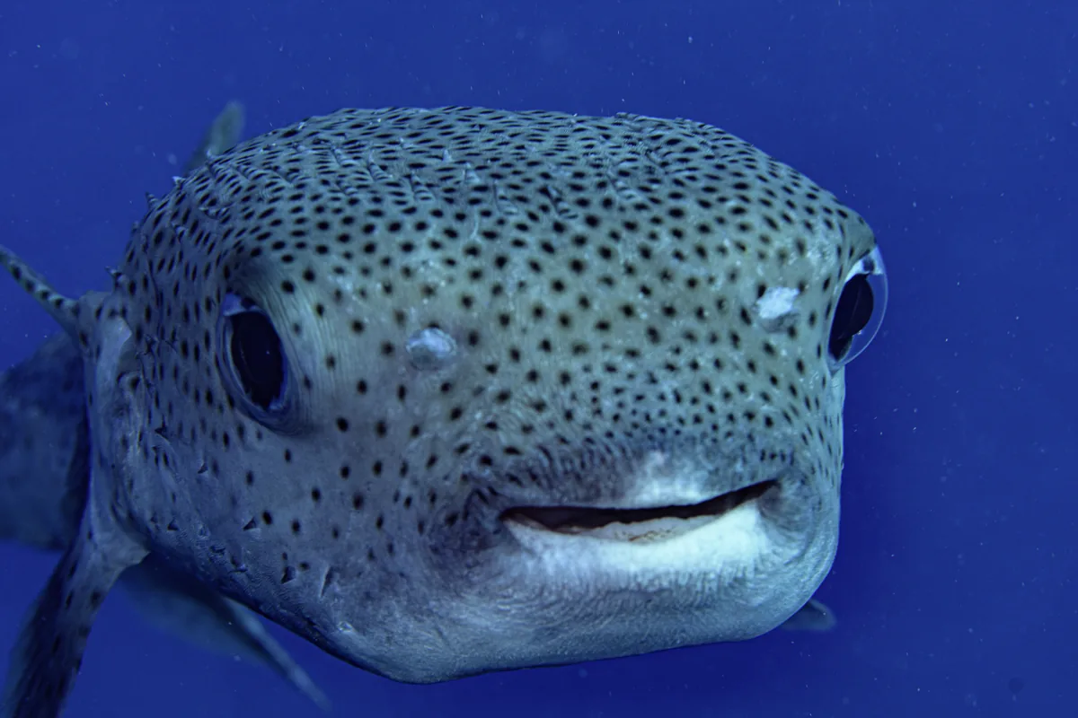 Portrait de face d'un poisson-porc-épic tacheté en pleine eau, montrant ses grands yeux et ses dents soudées en forme de bec.