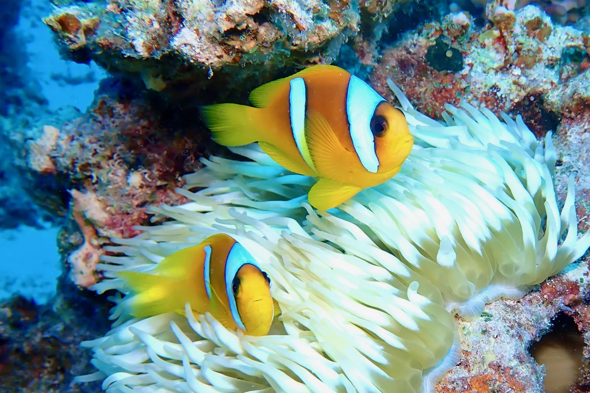 Two Red Sea anemonefish of clearly different sizes in their pale host anemone.