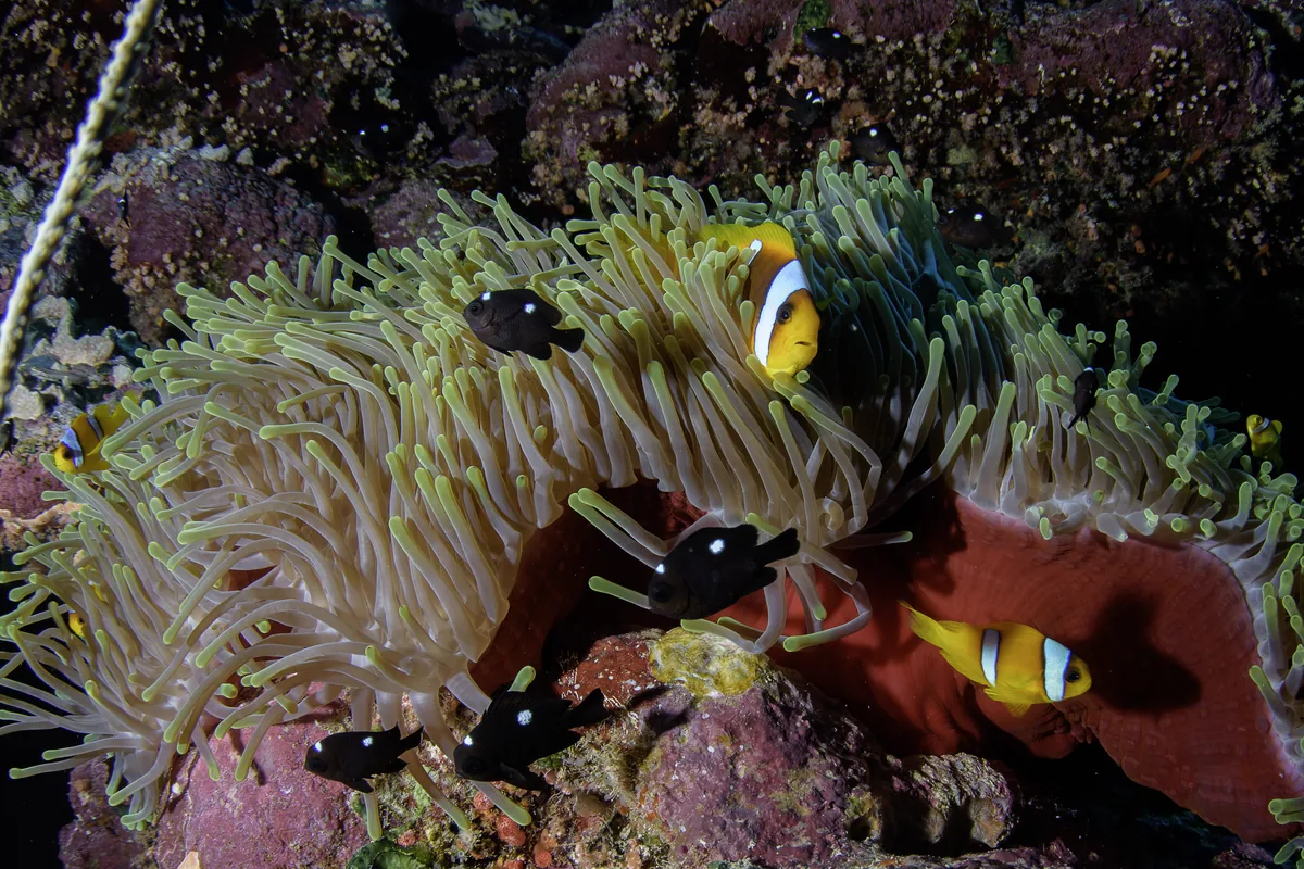 Red Sea anemonefish in a large anemone shared with young domino damselfish, black with white spots.