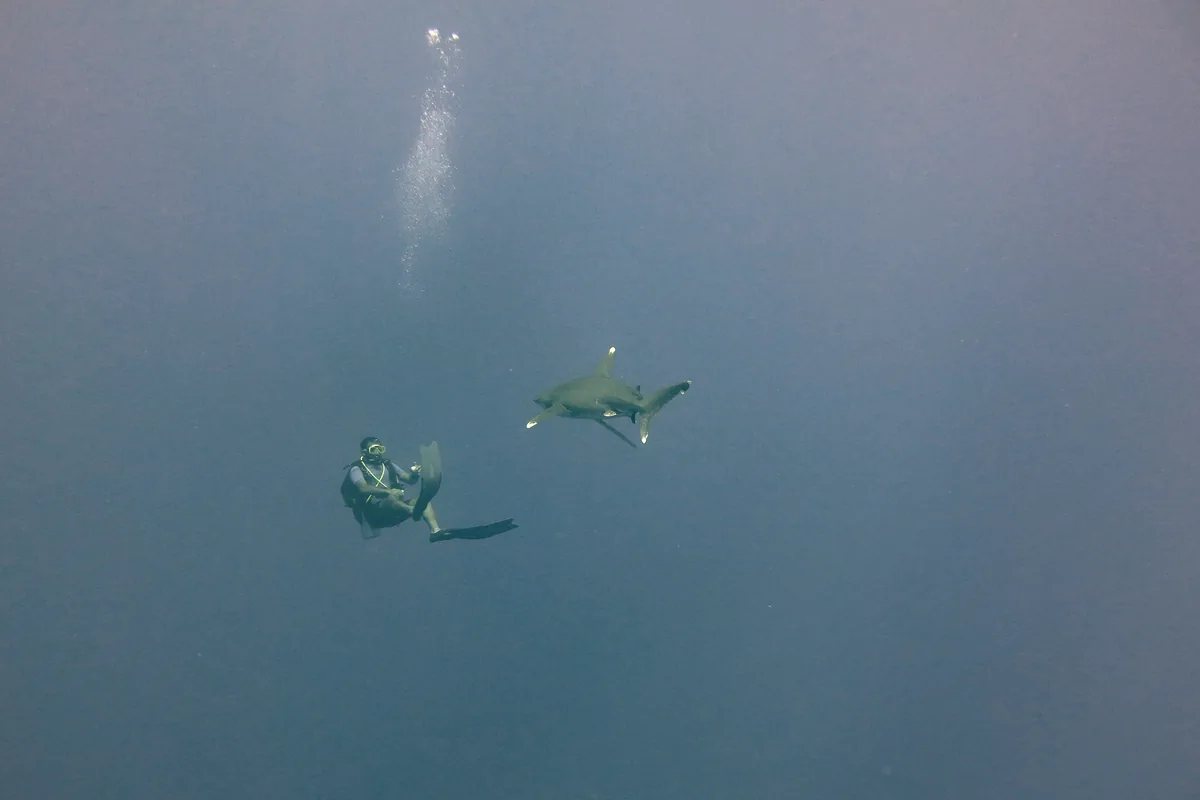 Ein Taucher und ein Weißspitzen-Hochseehai teilen sich das offene blaue Wasser