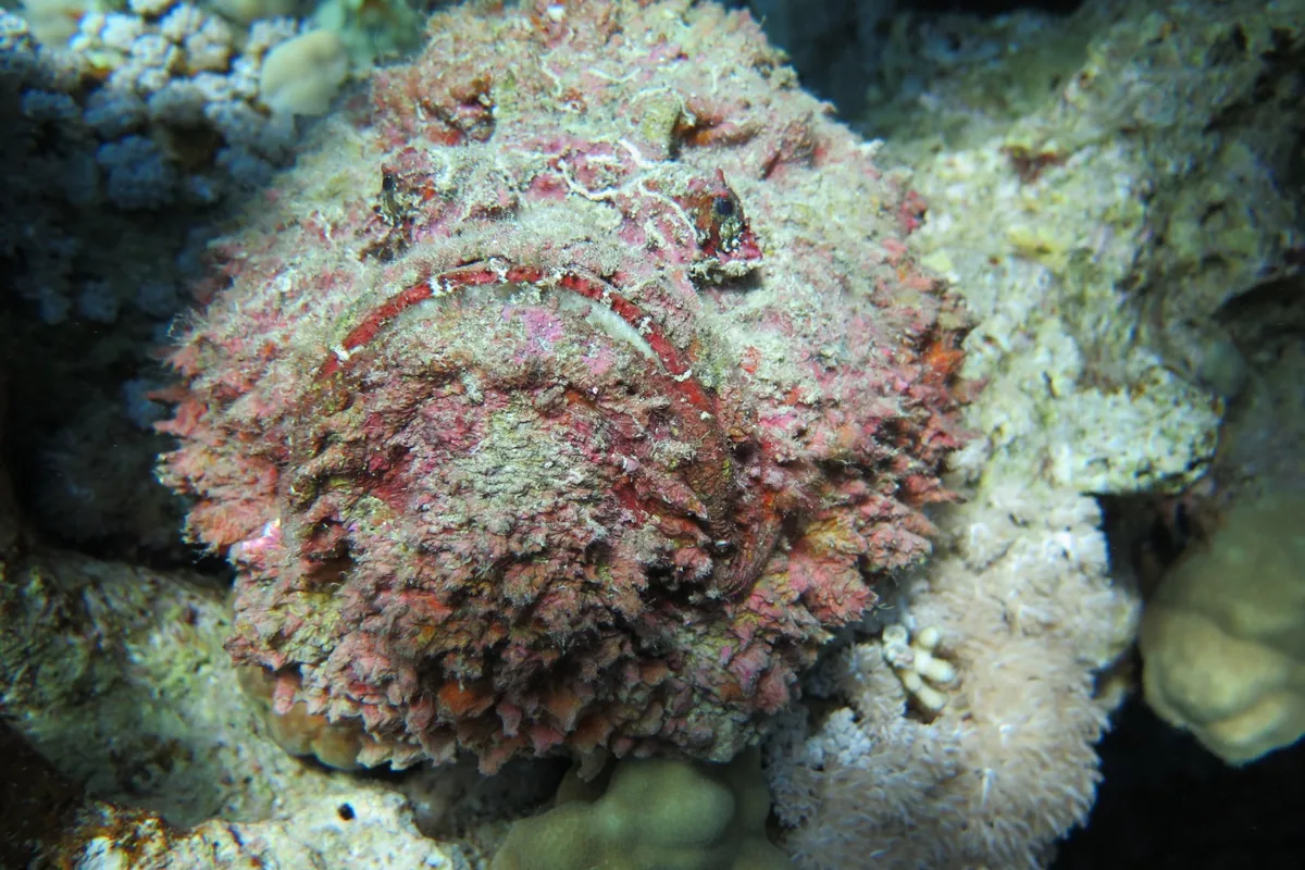 Un pez escorpión del Mar Rojo camuflado contra el arrecife, con su piel de flecos y sus colores moteados fundiéndose con el fondo.