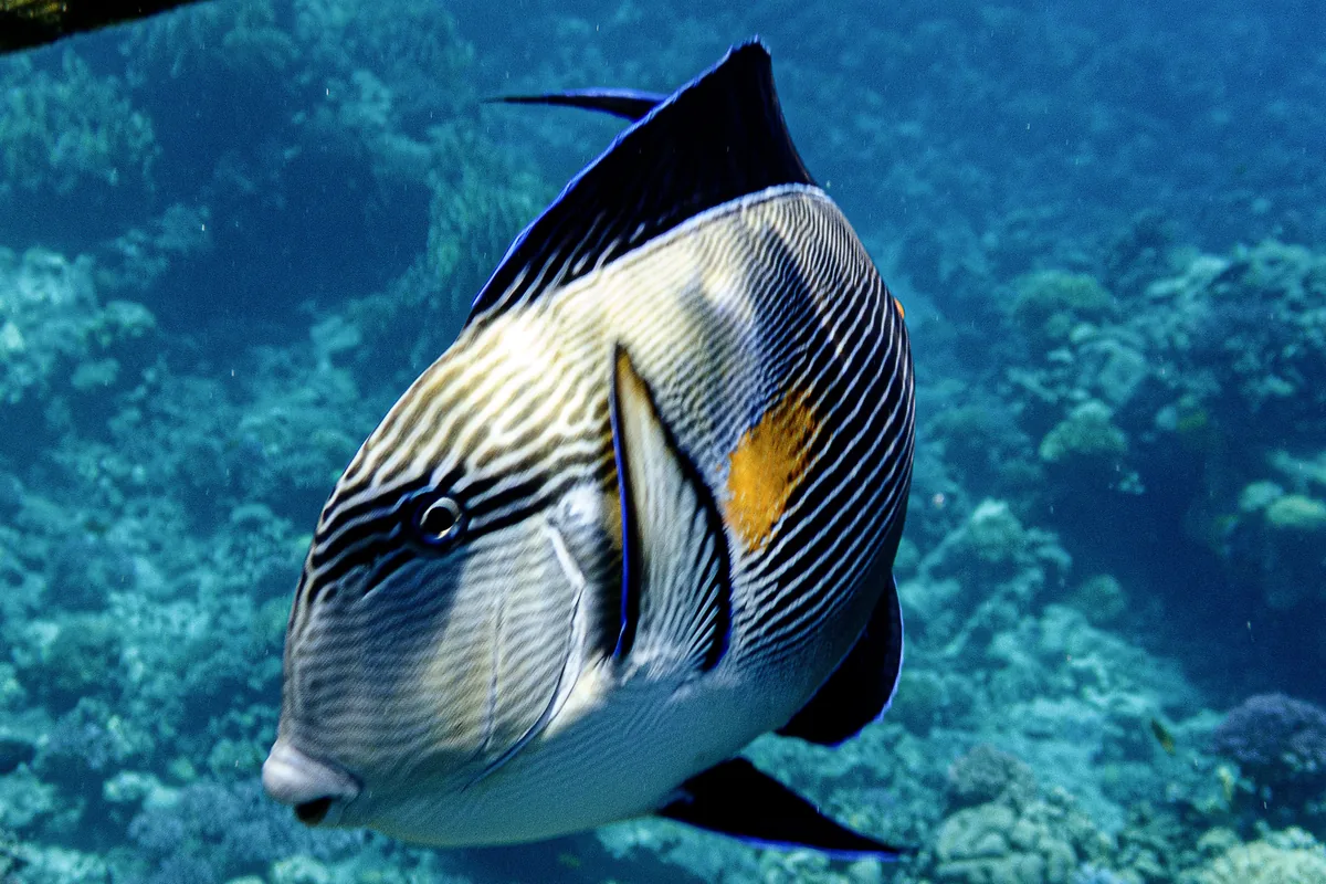 Un poisson-chirurgien zébré (Acanthurus sohal) isolé, nageant vers l'objectif au-dessus d'une pente récifale ensoleillée, dans une eau bleue claire et peu profonde, et montrant sa haute nageoire dorsale noire, sa tache orange à l'épaule et son corps finement rayé