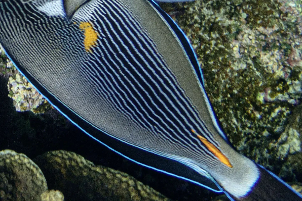Gros plan sur l'arrière du corps et la queue d'un poisson-chirurgien zébré, montrant la gaine orange vif qui recouvre l'épine en forme de scalpel à la base de la queue et une seconde tache orange plus en avant, parmi les fines rayures noires et olive