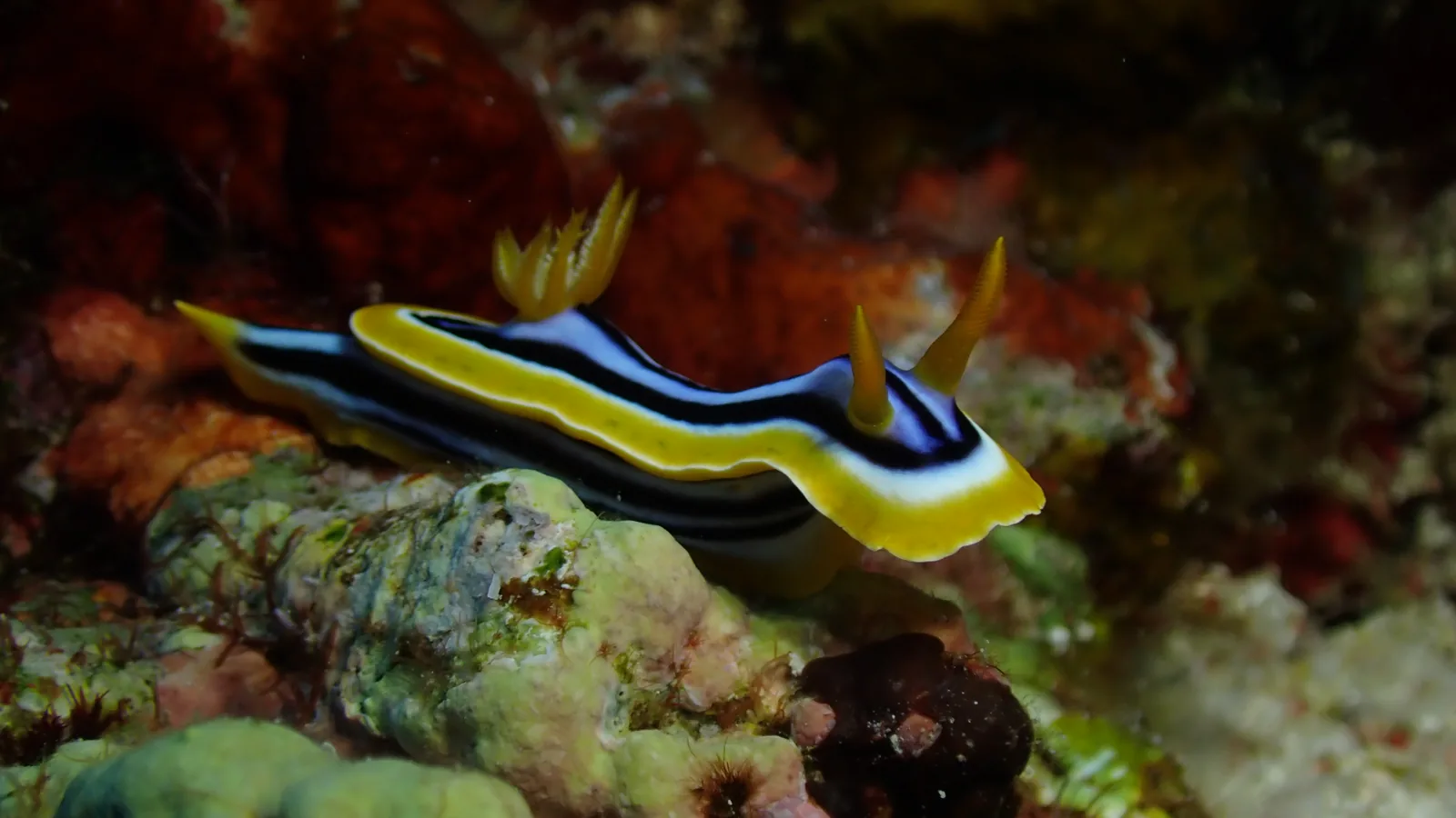 Nudibranche Chromodoris quadricolor aux bandes noires, blanc bleuté et orange, sur un récif de la mer Rouge