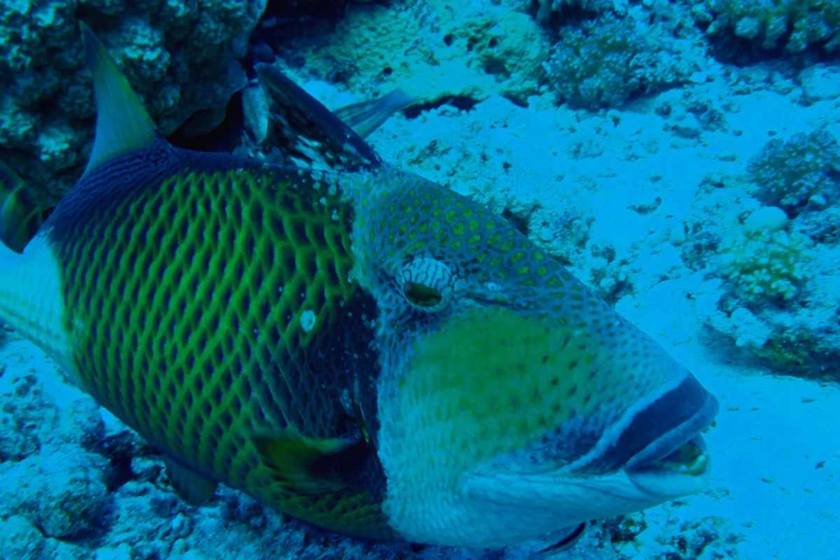 Seitenansicht eines Titan-Drückerfischs über Sand und Riff mit dem dunklen, schnurrbartartigen Band über den Lippen und dem gitterartigen, wie gekachelt wirkenden Schuppenmuster an der Flanke