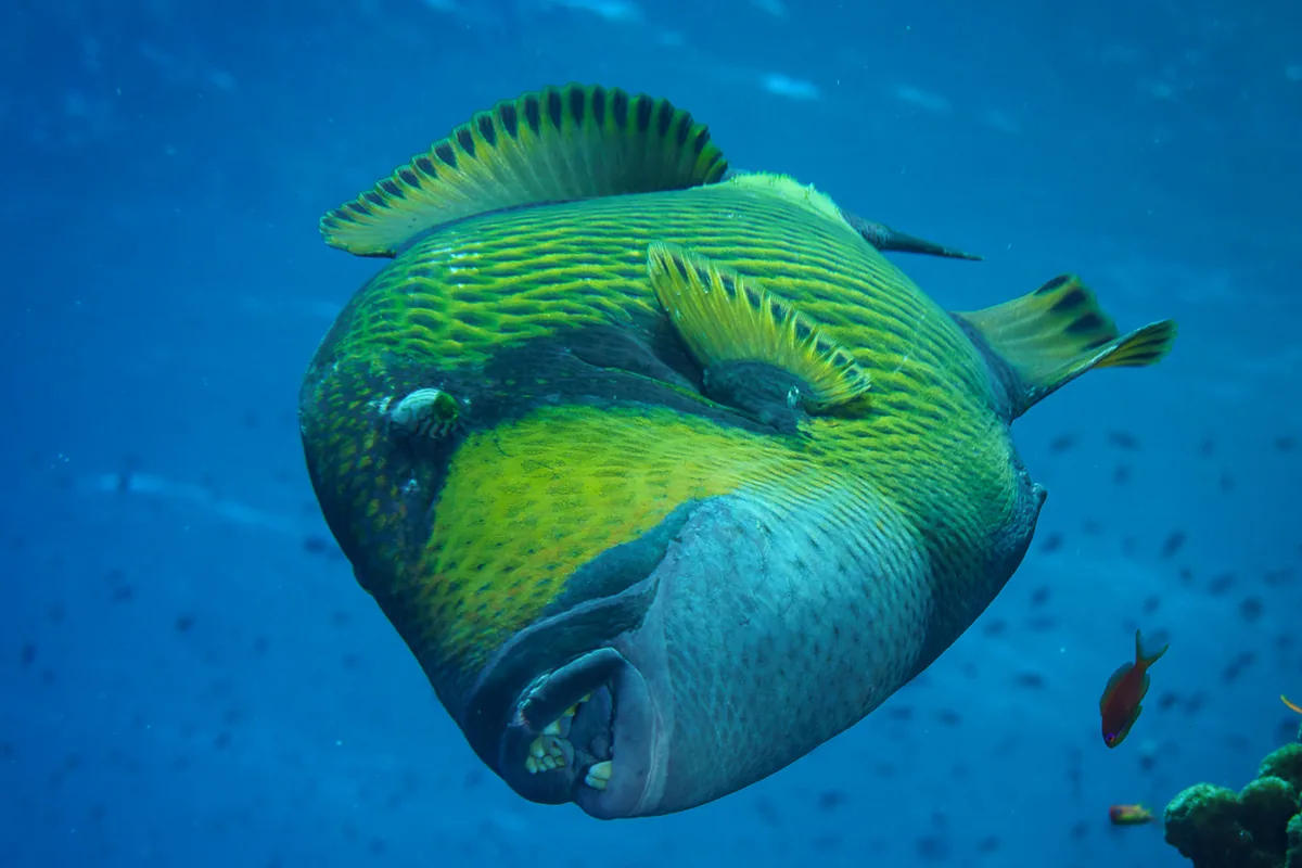 Ein Titan-Drückerfisch schwimmt mit geöffnetem Maul frontal heran und zeigt seine kräftigen, vorstehenden Zähne; im Hintergrund sind kleine orangefarbene Fahnenbarsche zu sehen
