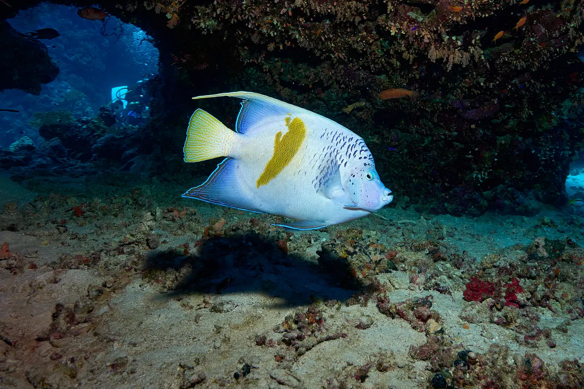 Un poisson-ange demi-lune adulte nageant sous un surplomb de récif en mer Rouge, avec son corps bleu pâle, sa barre jaune et sa queue jaune.