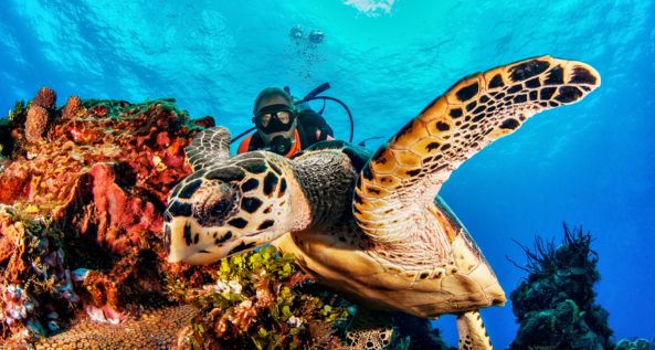 Scuba Diving at Aquarius