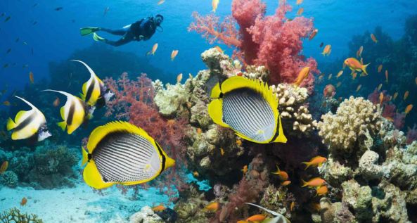 Discover Scuba Diving