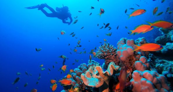 Scuba Diving Aquarius