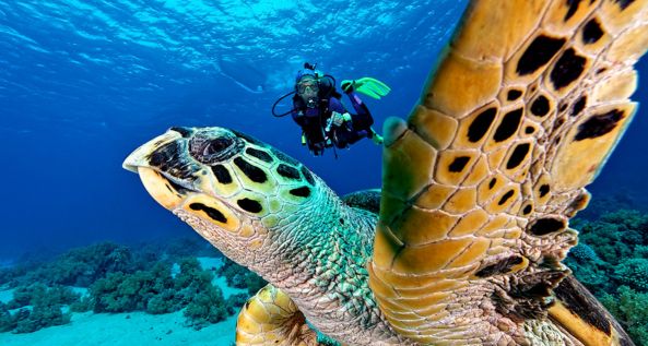Scuba Diving Aquarius